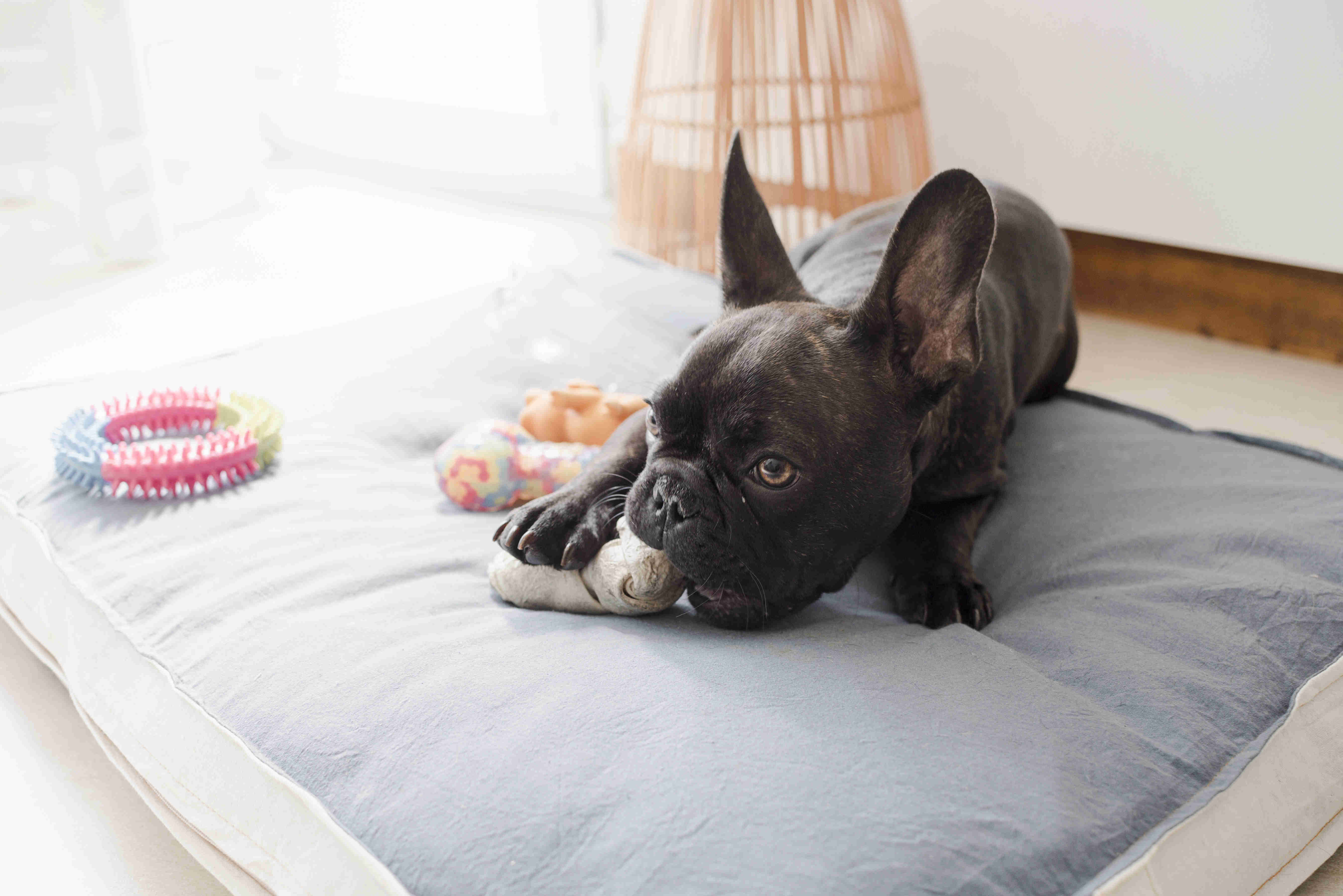 Exploring Anxiety and Fear-Related Behaviors in French Bulldogs: Causes, Symptoms, and Solutions